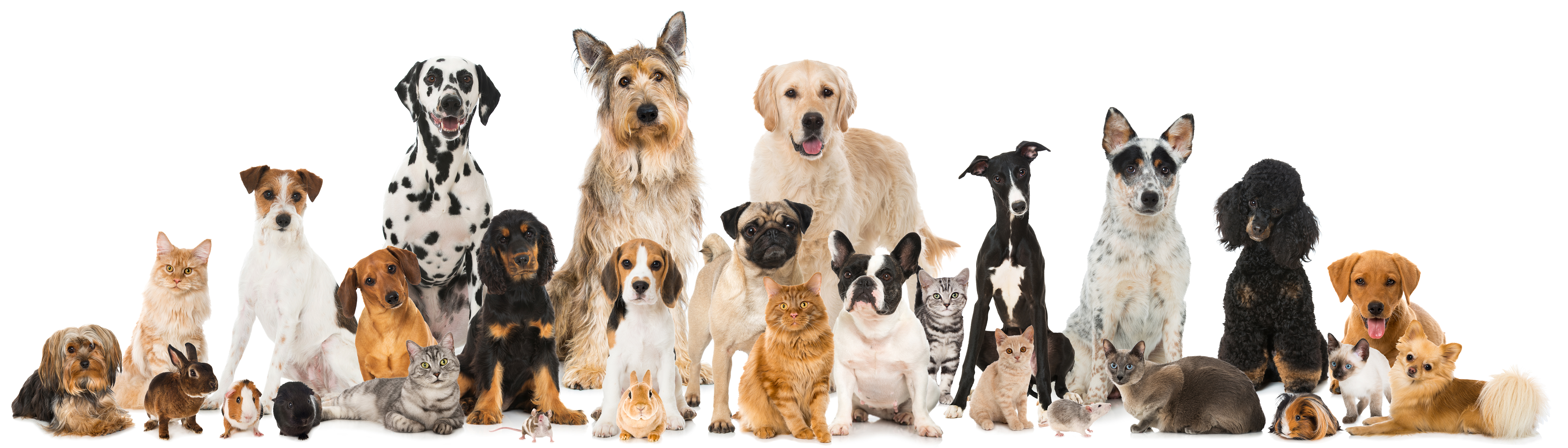 Assortment of dogs, cats, and other pets sitting calmly