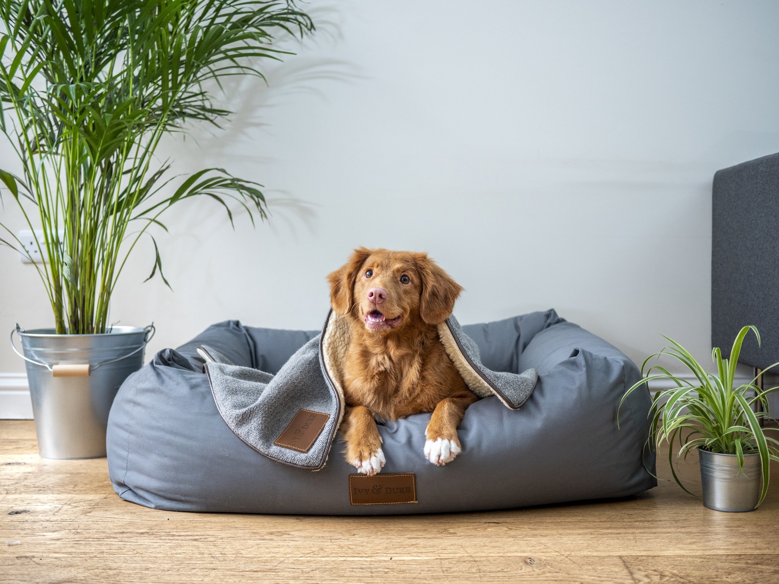 Dog lying in pet bed surrounded by plants